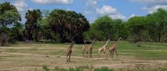 Tanzania. Unesco preferisce luranio ai parchi naturali