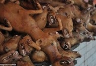Il Festival della carne di cane. Tre animalisti salvano trenta cani