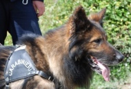 Scomparsi due gemelli di 6 anni. Ricerche a tappeto in tutta Roma