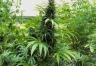 Pascolano in orto pieno di marijuana. Pecore in rivolta, inseguono la Polizia