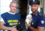 Bloccato carico clandestino di animali. Forestale mette in salvo 106 cuccioli