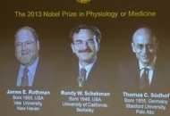 Assegnato il Nobel per la medicina agli scopritori del trasporto cellulare