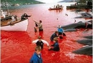 Stop alla caccia alle balene in Giappone non era per fini scientifici, dice l'Aja