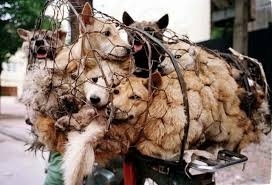 In Cina il Festival della carne di cane. Tre animalisti salvano trenta cani