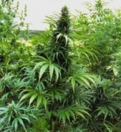 Piante di marijuana