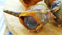 Garusoli, nemici delle vongole