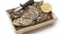 Ostriche, nuova attività produttiva al riparo dalle aggressioni di granchi blu e garusoli alle vongole